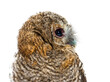 Side view close-up of one month old Tawny Owl, Strix aluco, isol