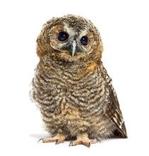 One Month Old Tawny Owl, Strix Aluco, Isolated
