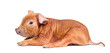 side view of a Young pig (mixedbreed) lying down, isolated