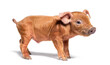 profile of a young pig (mixedbreed) looking at camera, isolated