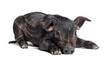 Black young pig (mixedbreed), isolated