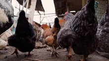 Chickens Running In Slow Motion, Rear View