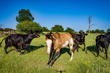 Wall Mural - Running Farm Animals