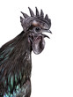 Portrait of a Ayam Cemani rooster chicken singing, isolated on w