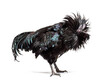 Ayam Cemani rooster ruffling its feathers, isolated on white