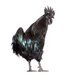 Back view of a Ayam Cemani rooster looking at the camera, isolat
