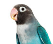 Close-up portrait of a Black Cheecked Lovebird – Agapornis Nigrigenis – Blue mutation