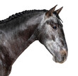 head shot of a profile Lusitano, Portuguese horse, isolated on white