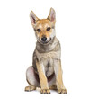 American wolfdog puppy, three months old, sitting, isolated in white