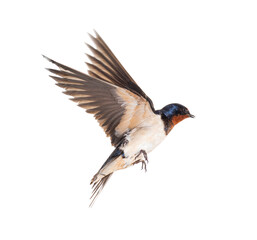 Wall Mural - barn swallow flying wings spread, bird, hirundo rustica, flying against white background