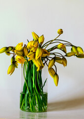 Wall Mural - yellow wild tulip flowers, flowers in a glass vase on the windowsill