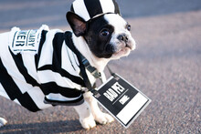 Cute French Bulldog In Bad Pet Prisoner Halloween Costume