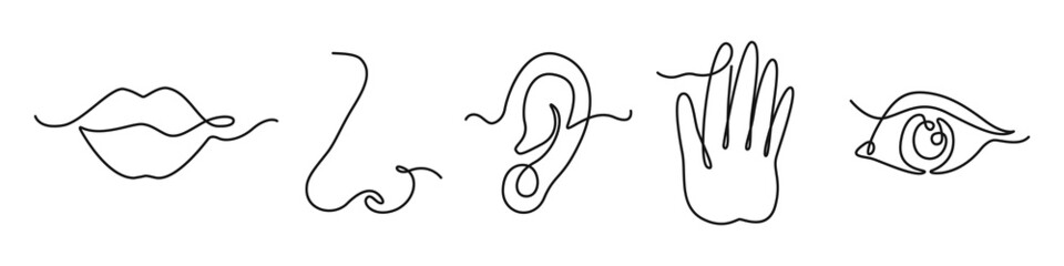 One line five human senses. Mouth to feel taste, nose to smell and ear to hearing. Hand to touch and eye to vision. Hand drawn human sense organs vector set