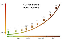 Coffee Roasting Levels. Roast Curve, Optimal Temperature For Roasting Beans Vector Illustration