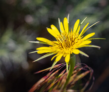 Meadow Salsify Tragopogon Pratensis. The Flower Of Yellow Salsify. Tragopogon Dubius