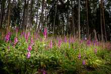 The Red Foxglove In Front Of A Spruce Forest