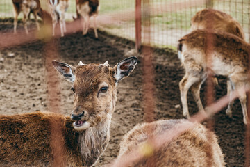 Close-up roe head with little horns in the zoo park. Wild animal in the farm enclosure. Fauna. Herbivores artiodactyla peaceful cute creature. European roe deer. Spring season. Copy space. Mesh fence