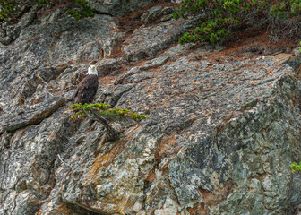 Wall Mural - Skagway, Alaska, USA - July 20, 2011: Taiya Inlet above Chilkoot Inlet. Bald eagle looks out sitting on short green tree on rocky cliff.