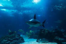 Wild Underwater Sea With Fish, Sharks And Rays In The Ocean. Oceanarium And Wildlife