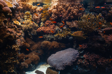 Wall Mural - Beautiful amazing underwater world with corals and exotic colored orange fish. Oceanarium in Lisbon, Portugal. Ecology and the Ocean