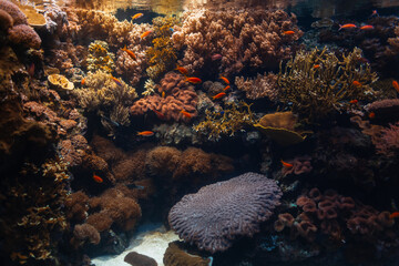 Sticker - Beautiful amazing underwater world with corals and exotic colored orange fish. Oceanarium in Lisbon, Portugal. Ecology and the Ocean