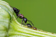 ant and aphid symbiotic relationship