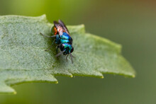 Cuckoo Wasp Or Emerald Wasp (Pseudomalus Auratus)