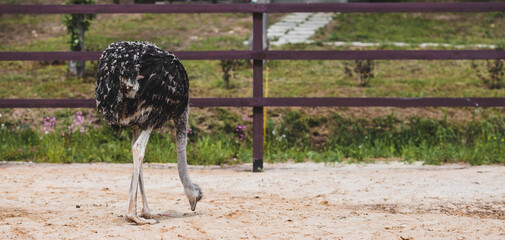 Domestic bird. An ostrich in a pen. The concept of animal husbandry and rural life. Portrait of an ostrich in the fresh air. Close-up. A pet on a private eco farm. Agricultural industry.