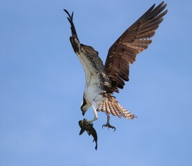 Sticker - Osprey Catch of the Day Fish is on the Menu