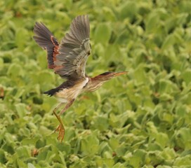 Sticker - Elusive Least Bittern