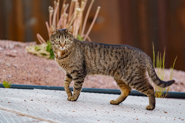 striped multi-colored cat hunting, attentive look