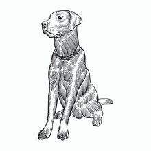 Vintage Hand Drawn Sketch Sit Dog