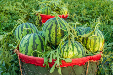 Fresh watermelon fruit just picked in the watermelon field. Agricultural watermelon field. Watermelon harvest season in summer.