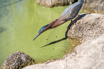 Poster - Green heron (Butorides striatus) stands on the shore of the lake and fishes.