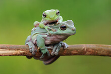 Frog On A Branch, Tree Frog, Dumpy Frog,