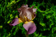 Brown And Yellow Multicolor Flowers Of Iris