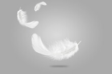 Abstract White Bird Feathers Falling In The Air. Feathers On Gray Background.  Floating Swan Feathers