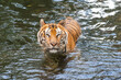 Panthera tigris tigris - Bengal Tiger have ability to swim and hunt its prey in a water