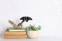Butterfly, Succulent Plants In Pot, Books On Table, Abstract Blurred Light Background. Relax Time, Harmony Of Nature. Gentle Romantic Inspiration Scene, Dreamy Artistic Image. Copy Space