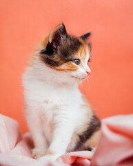 Wall Mural - A spotted cat is playing on a pink background. A curious little kitten sitting on a pink blanket and looking at the camera.A pet.