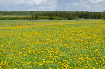 Canvas Print - Blooming dandelion meadows in spring