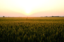 Wheat Field On A Summer Evening. The Sun Illuminates The Wheat Field With A Soft, Yellowish Orange, Slightly Scarlet Light. Spikelets Of Wheat Are Illuminated By Golden Sunlight On A Summer Evening