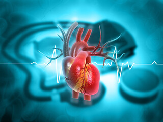 Human heart anatomy on medical background. 3d illustration.