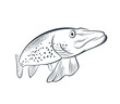 Northern pike fish illustrations in line style
