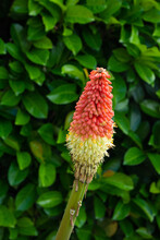 Red Hot Poker Flower Lit By The Summer Sun In Front Of Green Blurry Background