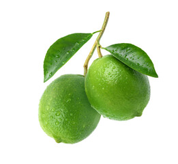 Wall Mural - natural fresh limes with water droplets isolated on white background.