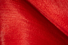 Macro Bright Red Tulip Petal Photo Super Closeup. Natural Fresh Texture Background