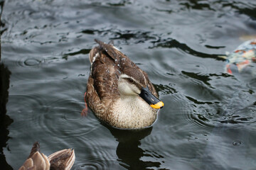 雨の中元気よく泳ぎ回る鴨。The appearance of a spot-Billed duck swimming around the surface of the water in the rain.