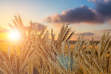 Poster - Golden  fresh ears of wheat in spring field. Agriculture scene.