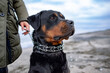Woman holding and putting on collar for rottweiler dog in cold weather